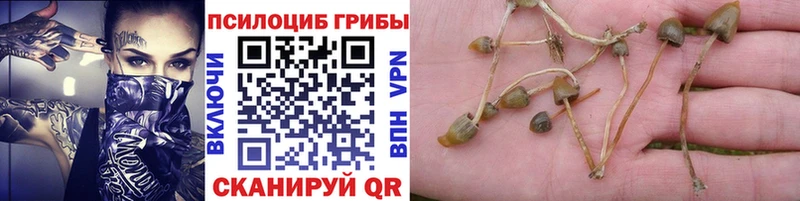 Псилоцибиновые грибы Psilocybine cubensis  Пролетарск 